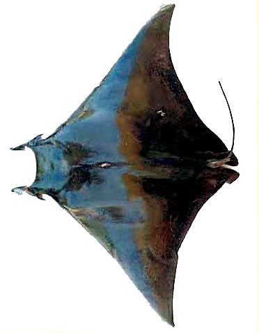 Mobula tarapacana_08.jpg
